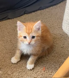 Cinnamon