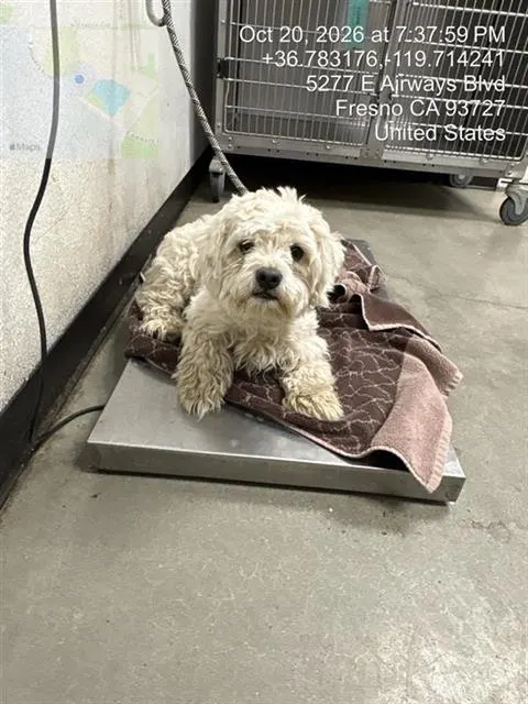 Adoptable Dog