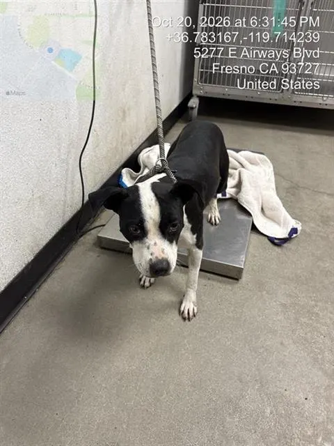 Adoptable Dog