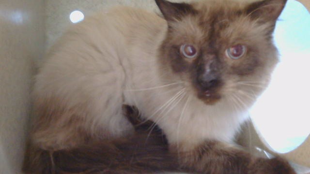 Adoptable Cat