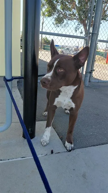 Adoptable Dog