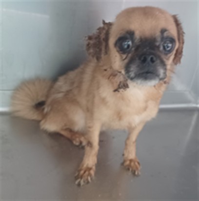 Adoptable Dog