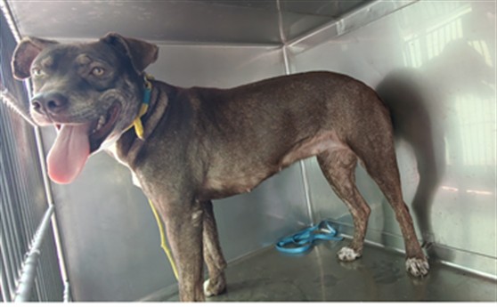 Adoptable Dog