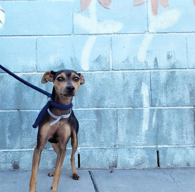 Adoptable Dog