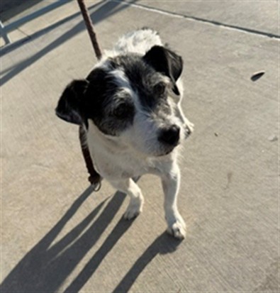 Adoptable Dog