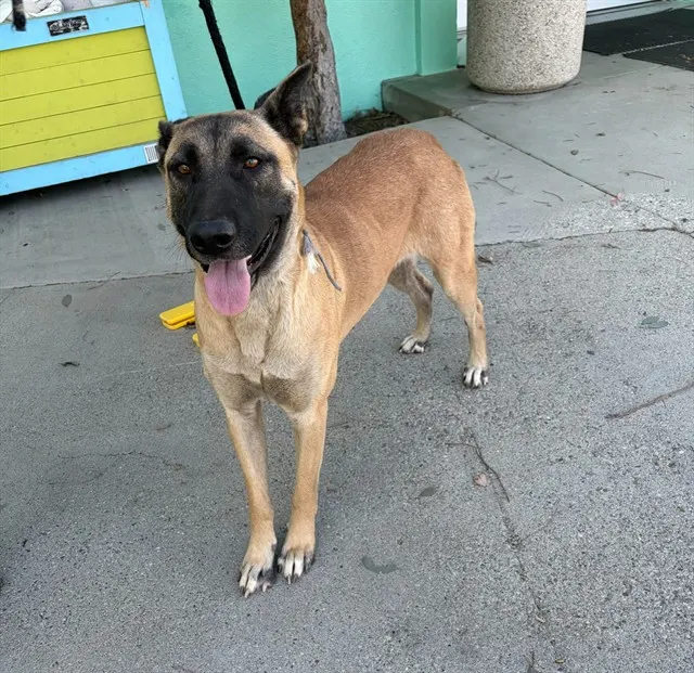 Adoptable Dog