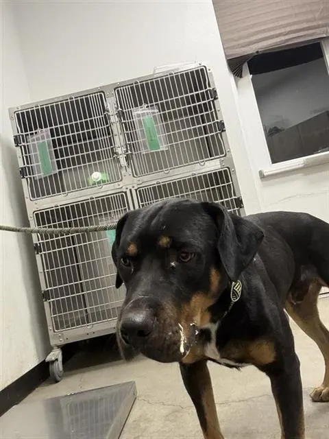 Adoptable Dog