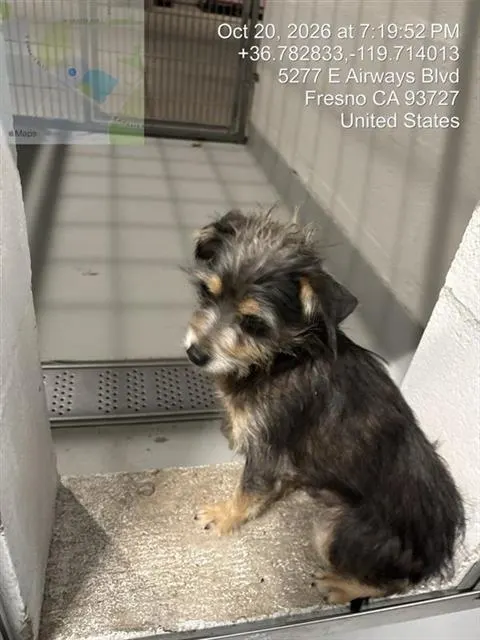 Adoptable Dog