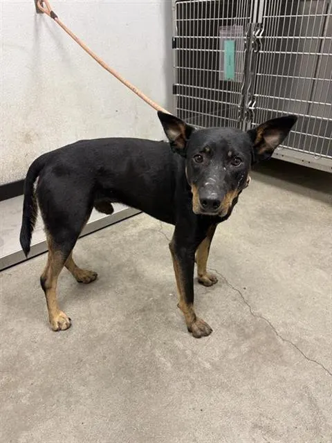 Adoptable Dog