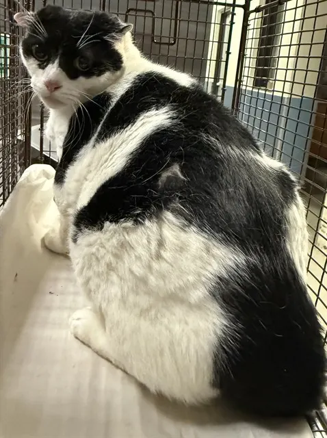 Zorro