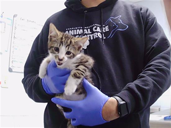 Adoptable Cat