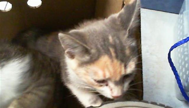 Adoptable Cat
