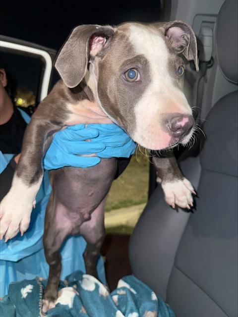 Adoptable Dog