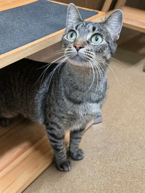 Kai