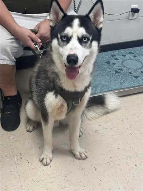 Adoptable Dog