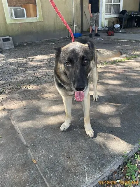 Adoptable Dog