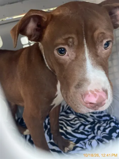 Adoptable Dog