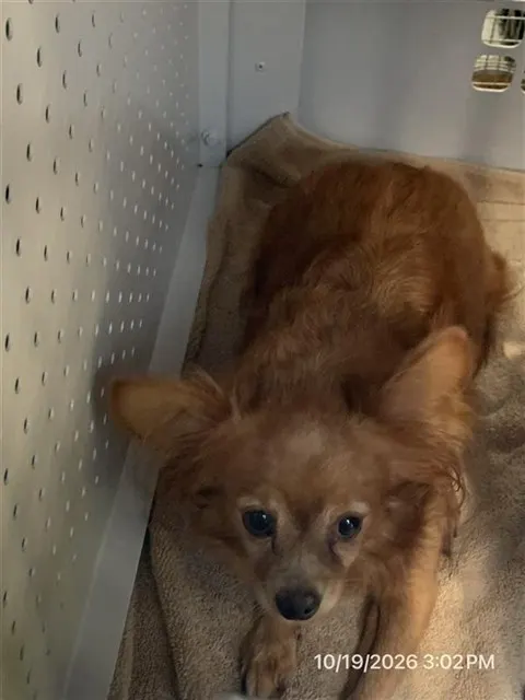 Adoptable Dog