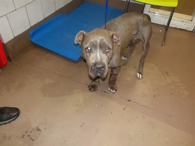 Adoptable Dog