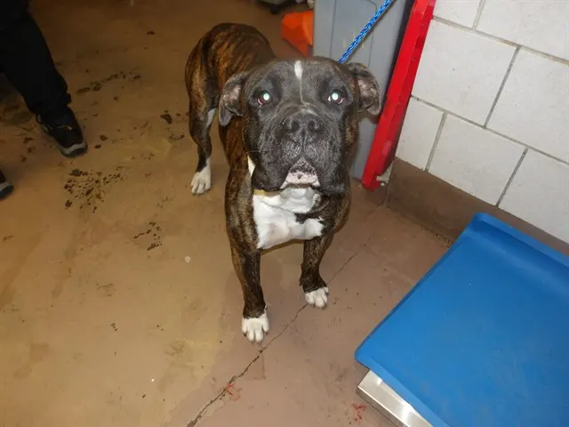Adoptable Dog