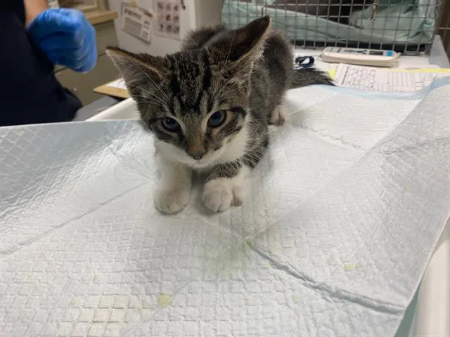 Adoptable Cat