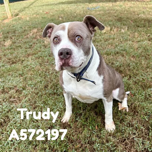 Trudy