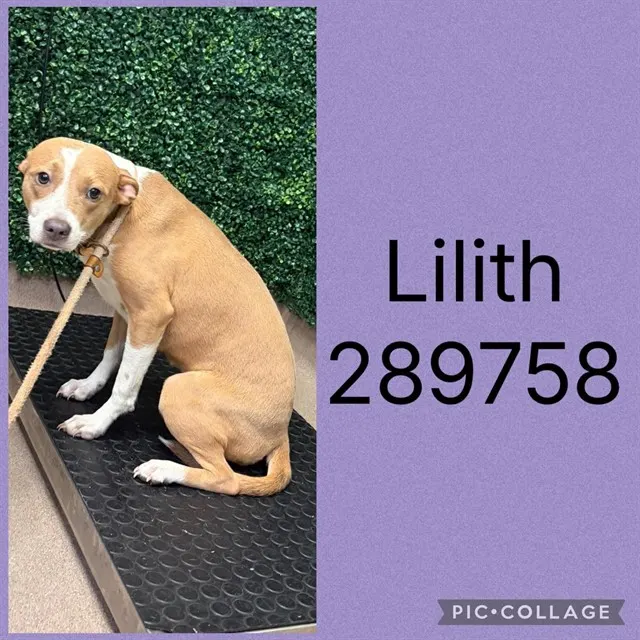 Lilith