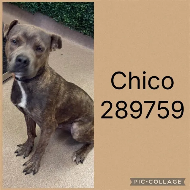 Chico