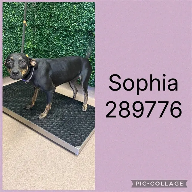Sophia