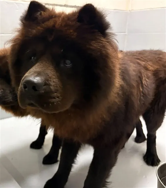 Grizzly