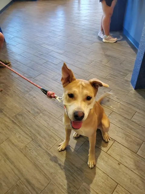 Dingo