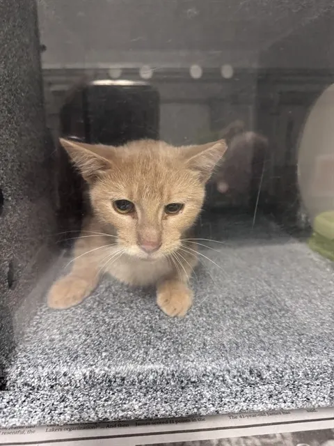 Purranormal