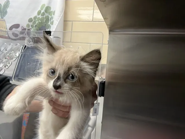 Koala Bear