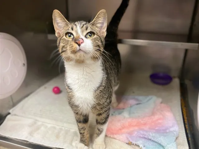 Mr Meowgi