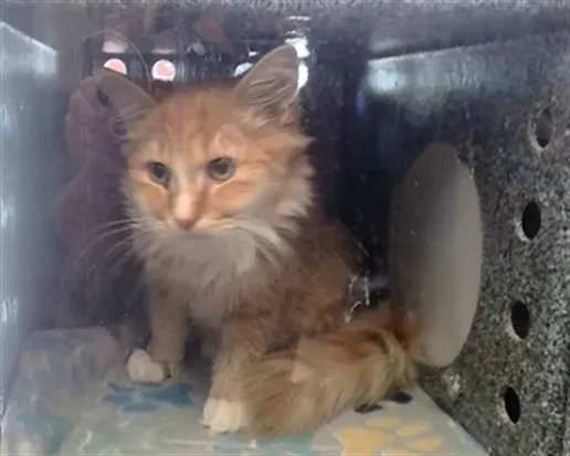 Adoptable Cat