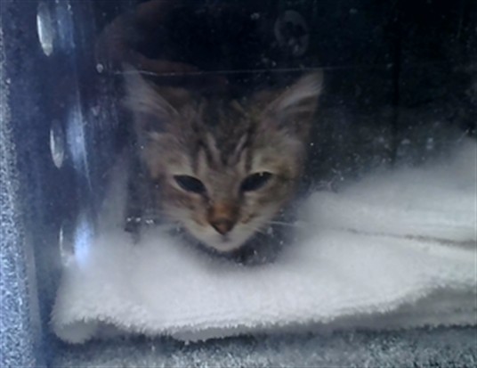 Adoptable Cat