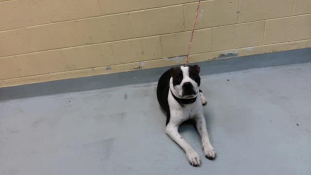 Domino