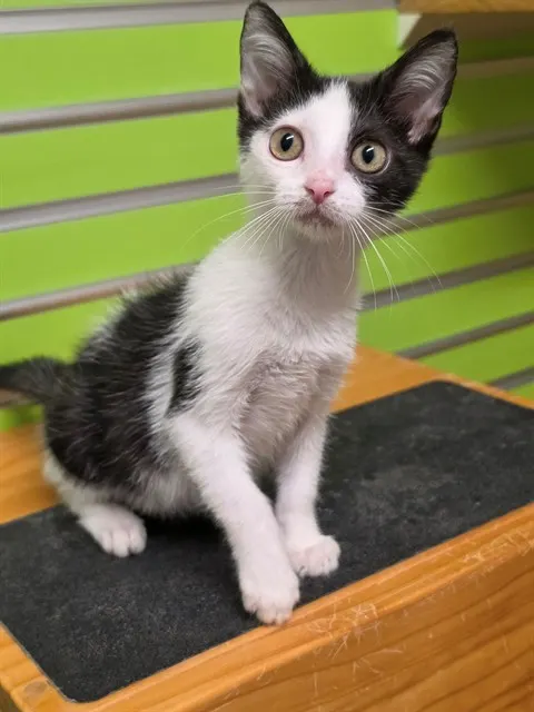Mojito
