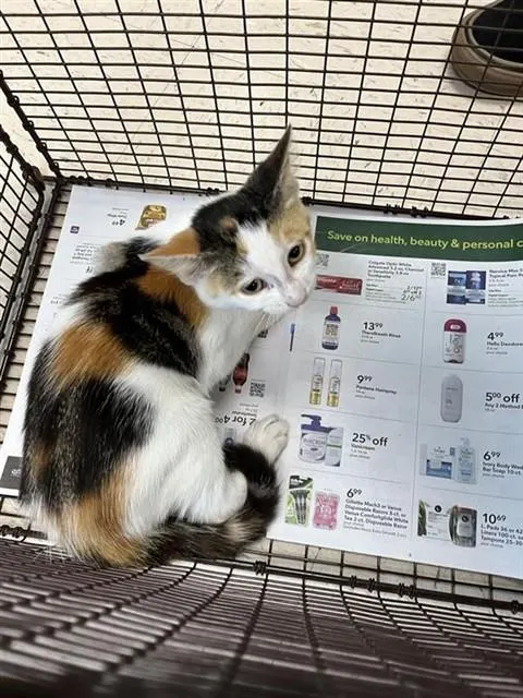 Adoptable Cat