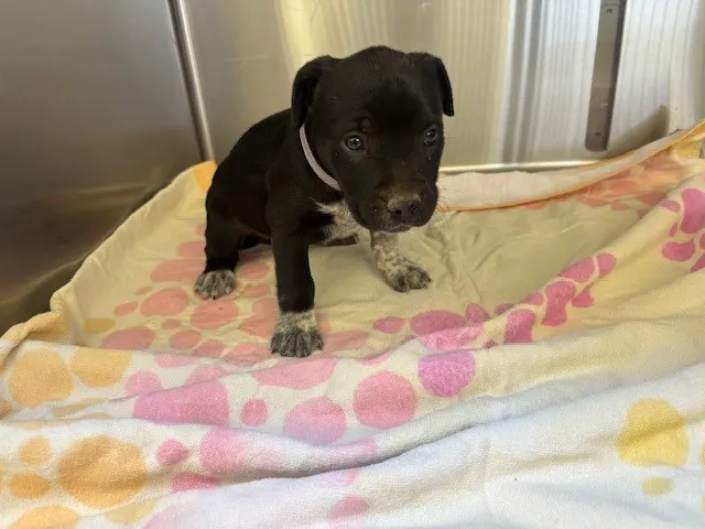 Adoptable Dog