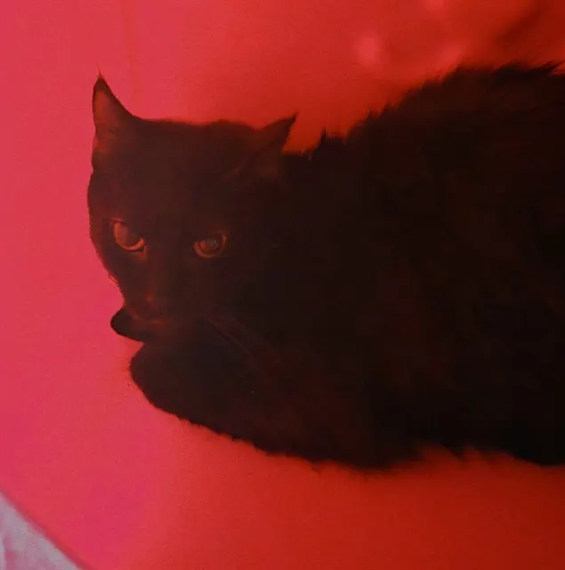 Mimi