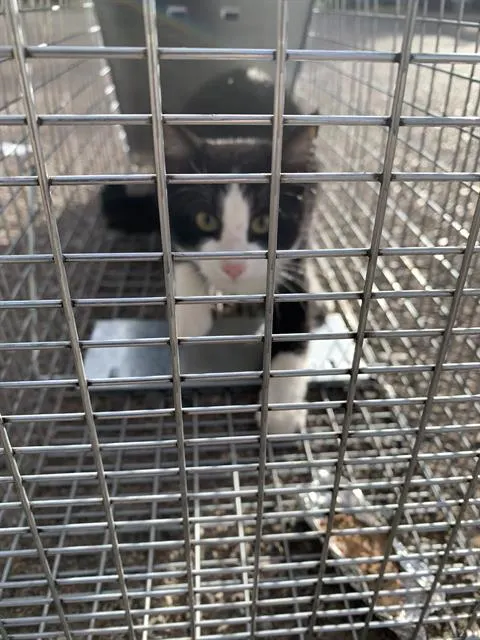 Adoptable Cat
