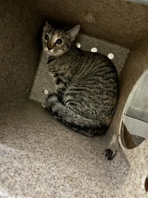 Adoptable Cat