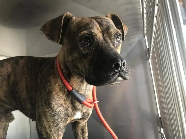 Tyson