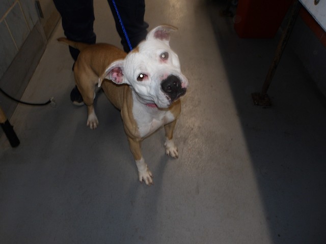 Adoptable Dog