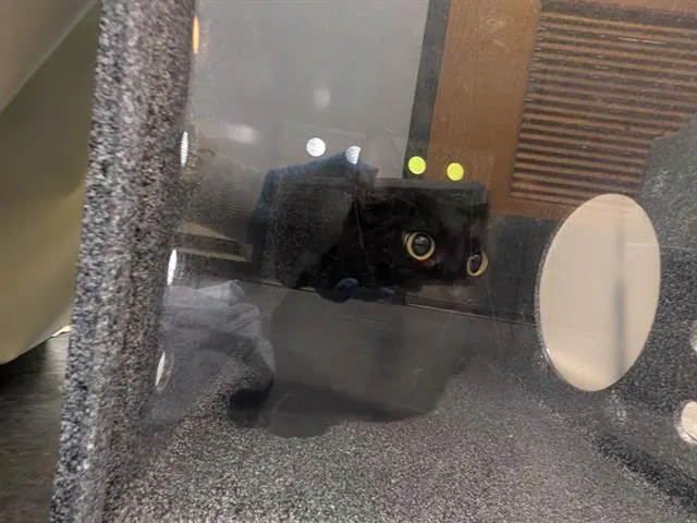 Barn Cat Shelob