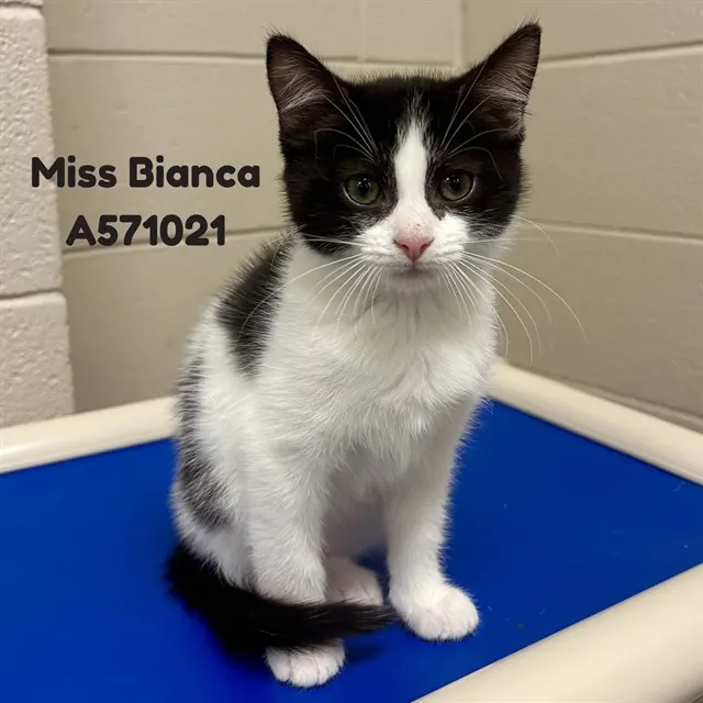 Miss Bianca
