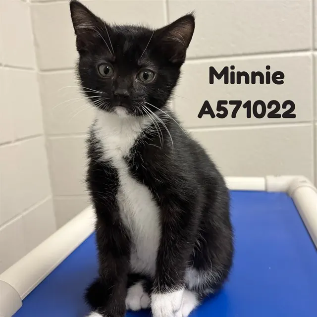 Minnie