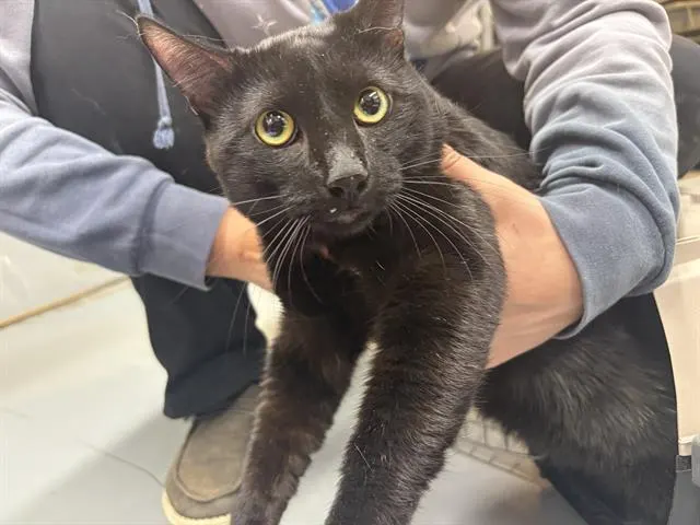 Otis