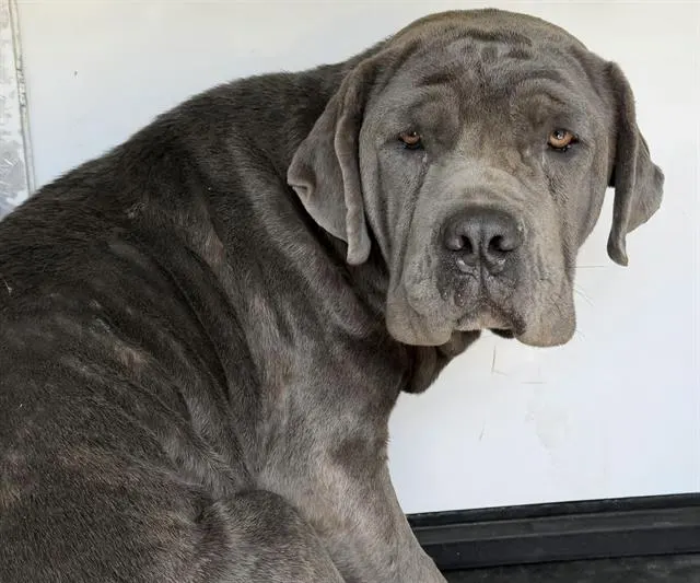 Adoptable Dog